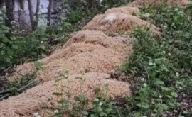 В американском лесу нашли более двухсот килограммов спагетти