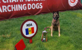 Собаки таможенной службы выступили на чемпионате в Анкаре