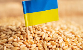 Молдова не будет вводить ограничения на ввоз зерна из Украины