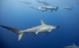 В Австралии нашли новый вид акул с молочнобелыми глазами