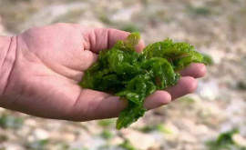 Comisia Europeană a cerut ca algele din Marea Neagră să fie colectate pentru consum