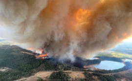 Лесные пожары в Канаде привели к остановке добычи нефти