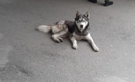 Un husky fără stăpîn a înduioșat locuitorii Ialoveniului
