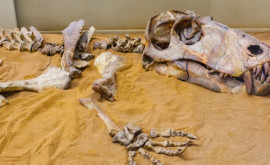 Новый вид гигантских травоядных динозавров открыли ученые из Аргентины
