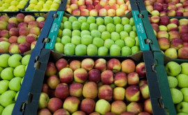 Fructele din Moldova care au potenţial major de creştere a exporturilor pe piaţa UE