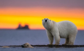 Oamenii de știință au amînat venirea primei vari fără gheață din Arctica