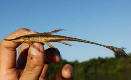 В Южной Америке нашли необычный новый вид сома