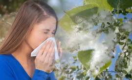 Сезон аллергии В столице появился тополиный пух