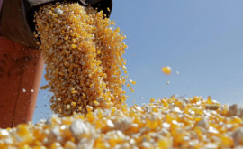Сколько кукурузы ввезено в Молдову из Украины данные Минсельхоза и аграриев расходятся