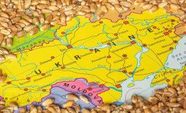 Боля Чтобы импортировать украинское зерно нужно иметь кому продавать его в Молдове