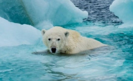 Арктика потеряет ледовый покров