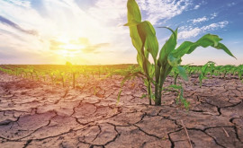 Culturile agricole afectate de secetă în nordul țării