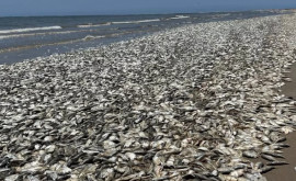 Тысячи мертвых рыб выбросило на побережье Мексиканского залива в Техасе