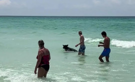 Тоже в отпуске На пляже во Флориде из океана появился черный медведь