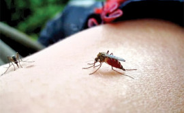 Хорватия объявила войну комарам