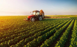 Министр сельского хозяйства отправится в Брюссель с просьбой о поддержке молдавских фермеров