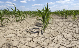В Республике Молдова отметили Всемирный день борьбы с опустыниванием и засухой