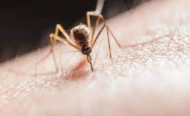 Сколько человек вызвали скорую помощь в связи с укусами насекомых