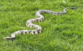 Un bărbat șia scos la plimbare în parc cei 20 de șerpi