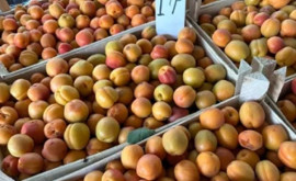 В Молдове подешевели абрикосы 