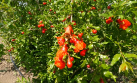 Как выращивают гранаты киви и финики в Молдове История агронома из Каушан