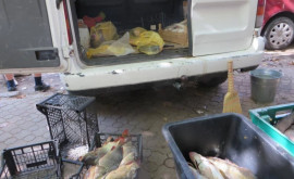 Opinie Inspectorii piscicoli ar trebui să obțină dreptul de a verifica originea peștelui în piețe 