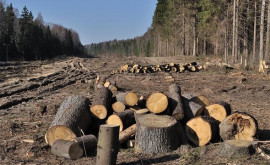 Tăieri ilegale de păduri la Anenii Noi A fost inițiată o cauză penală
