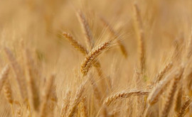 Изза украинской зерновой сделки Молдова потеряла свои рынки экспорта зерна 