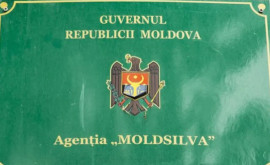 Pe conturile Moldsilva au rămas milioane de lei alocate pentru lemne de foc și împădurire