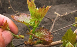 Органические подходы в выращивании винограда 
