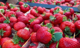 Moldova a crescut brusc exportul de căpșuni Cine este principalul său cumpărător