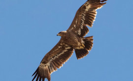 Moldova a fost vizitată de un vultur rar care nu a mai fost văzut în țară de 60 de ani