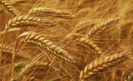 В этом году будет хороший урожай пшеницы