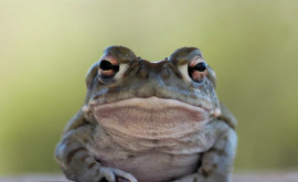 Внимание Зеленые жабы в опасности на дорогах страны
