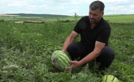 В этом году фермеры на севере Молдовы собирают богатый урожай арбузов