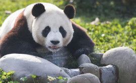 В зоопарке Сеула праздник большая панда родила двойню 