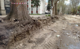 В результате ремонтных работ в центре столицы многие деревья были повреждены 