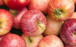 Ce recoltă de mere a fost prognozată în Moldova 