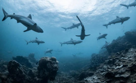 Морские акулы находятся на грани исчезновения
