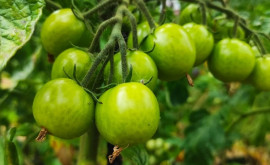 Корни помидоров имеют собственное мнение по поводу температуры