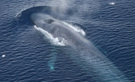 O balenă uriașă a salvat o femeie de un rechin
