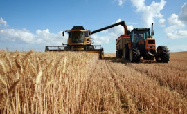 На юге Молдовы ожидается высокий урожай зерновых