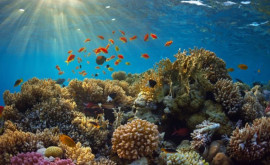 Рост температур океанских вод ведет к гибели коралловых рифов