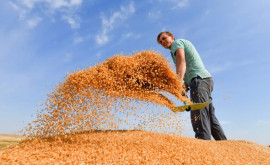 Piața cerealelor în epicentrul furtunii