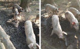 Întro pădure din Drochia erau crescuți porci domestici