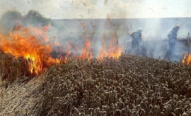 На левобережье Днестра сгорело несколько гектаров пшеницы