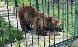 Как переносят жару животные Кишиневского зоопарка
