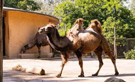 Животным зоопарка Рима помогают пережить зной