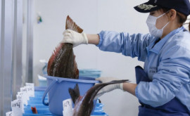 Рыба пойманная возле Фукусимы вызывает опасение