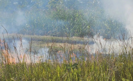  Несколько гектаров сельскохозяйственных угодий в Фалештах охвачены огнем
